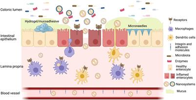 Frontiers | Oral Delivery Of Biologics In Inflammatory Bowel Disease ...